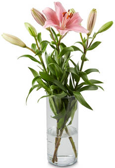 Asiatic Lily 3 Stem